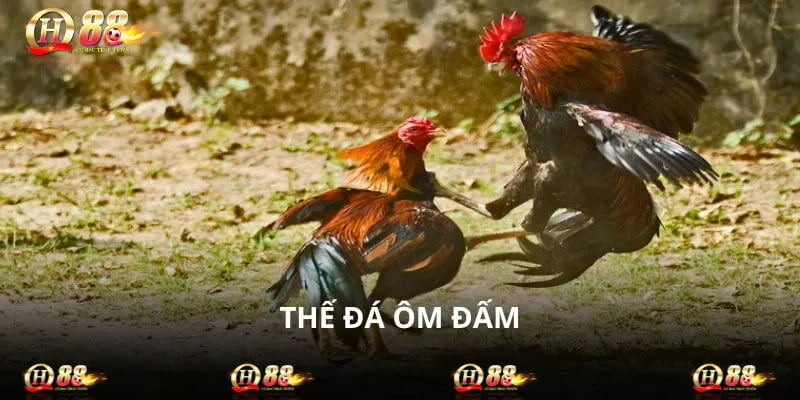 Ôm đấm là một trong các thế đá của gà chọi rất hiểm