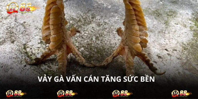 Nên tìm những chú chiến binh có sức bền cao để đặt cược